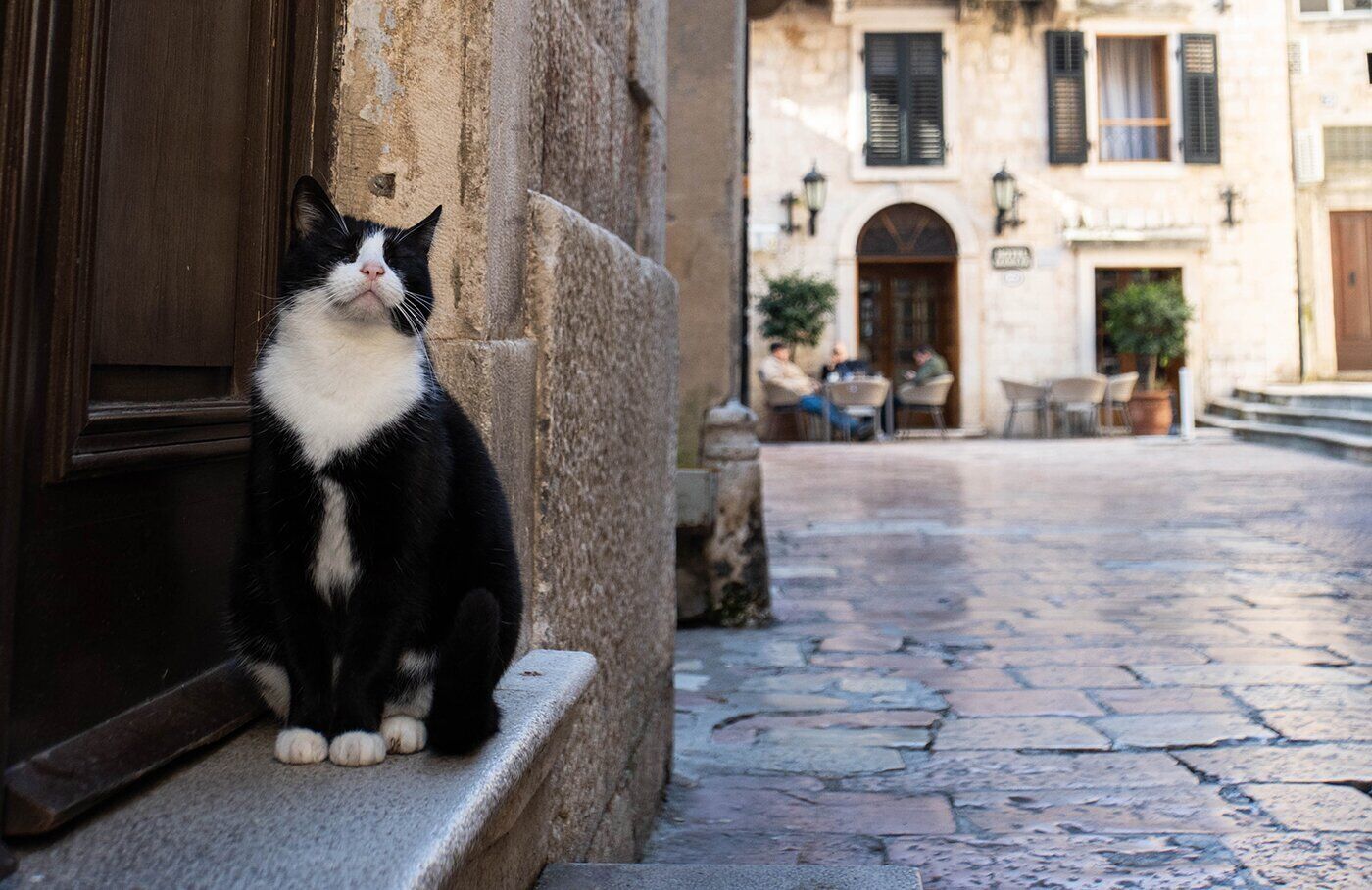 Kotor Cat - Natalia Silyanov, iStock.jpg